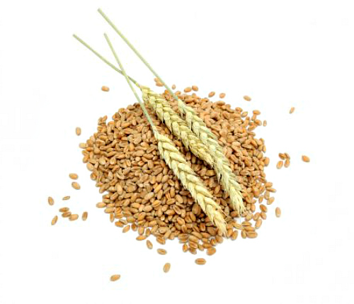 Купец спал сон видал. depositphotos 5561257 stock photo wheat grains and ears isolated. Купец спал сон видал фото. Купец спал сон видал-depositphotos 5561257 stock photo wheat grains and ears isolated. картинка Купец спал сон видал. картинка depositphotos 5561257 stock photo wheat grains and ears isolated. ПРОСТЫЕ ОБРЯДЫ НА ДЕНЬГИ
